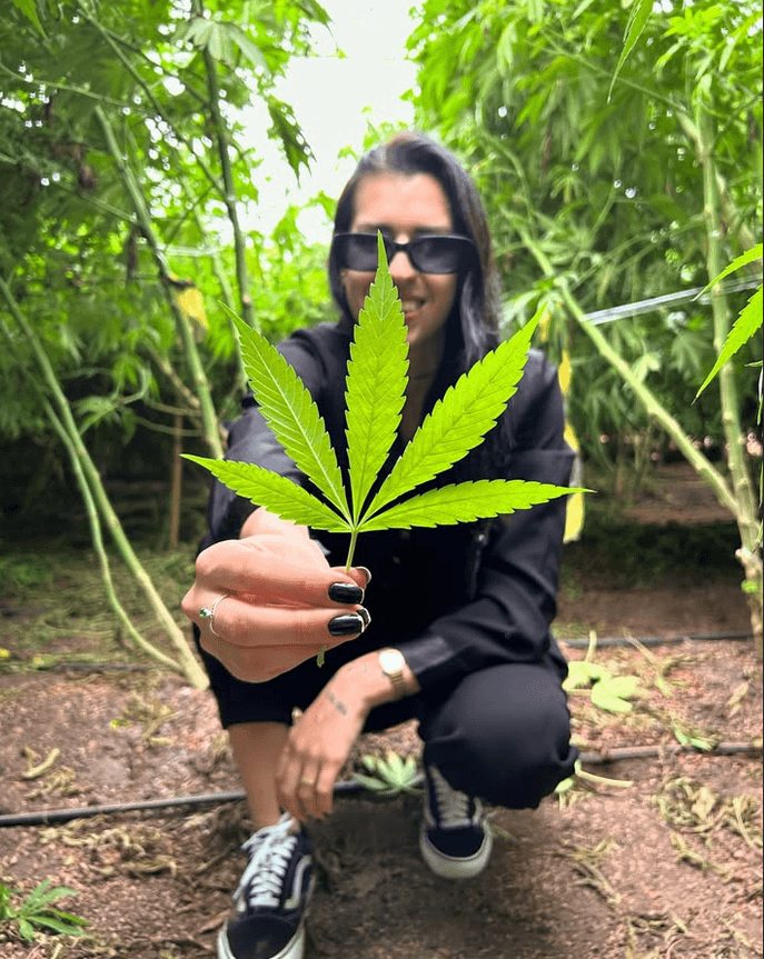 Mulher segurando uma folha em meio a uma plantação de cannabis.